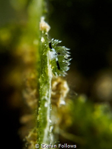Life on the Edge. Nudibranch - Costasiella usagi .Mae Haa... by Stefan Follows 